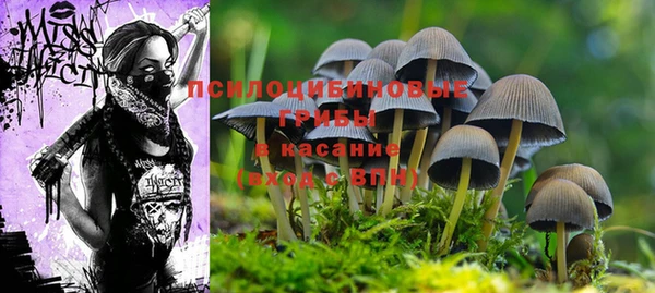 шишки Костерёво